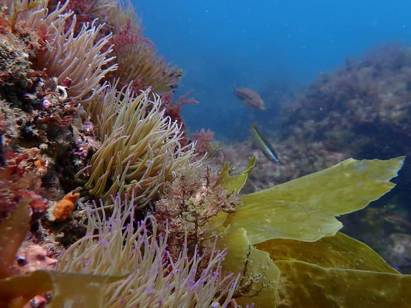 Lisbon: Try Scuba Diving in Arrábida Marine Reserve w/photos - Photo service and the return trip: a memory you can actually keep