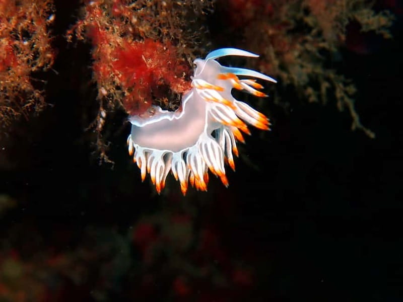 Lisbon: Try Scuba Diving in Arrábida Marine Reserve w/photos - Price and value: what you’re really paying for