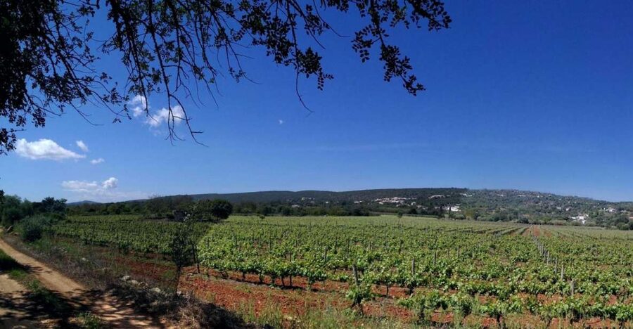 Loulé: Quinta da Tôr Winery Guided Tour and Wine Tasting - Key things I’d watch for before you go