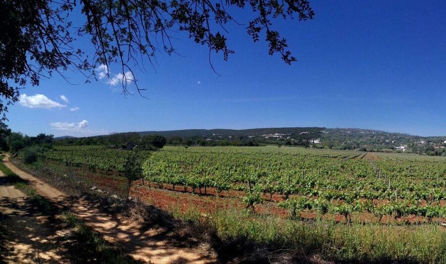 Loulé: Quinta da Tôr Winery Guided Tour and Wine Tasting - The 30-minute guided winery tour: from vines to vats