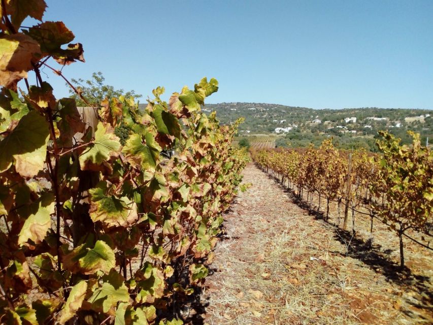 Loulé: Quinta da Tôr Winery Guided Tour and Wine Tasting - The infinity-style pool break: where your time turns relaxed