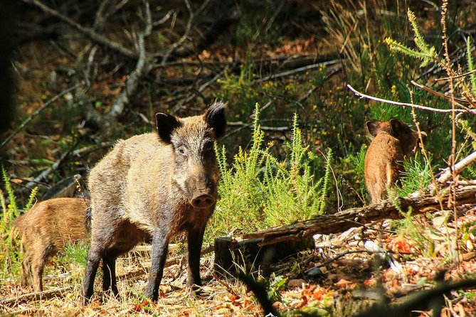 Lousa Mountain Private Tour - Wildlife Odds: How to Improve Your Chances Without Stress