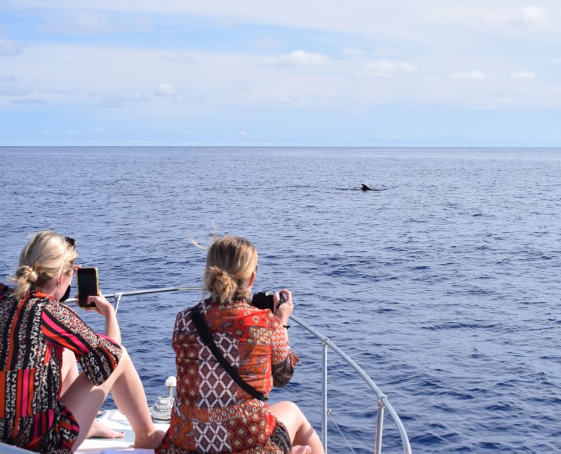Madeira: 2.5-Hour Whale and Dolphin-Watching Cruise - Key Points That Matter Before You Go