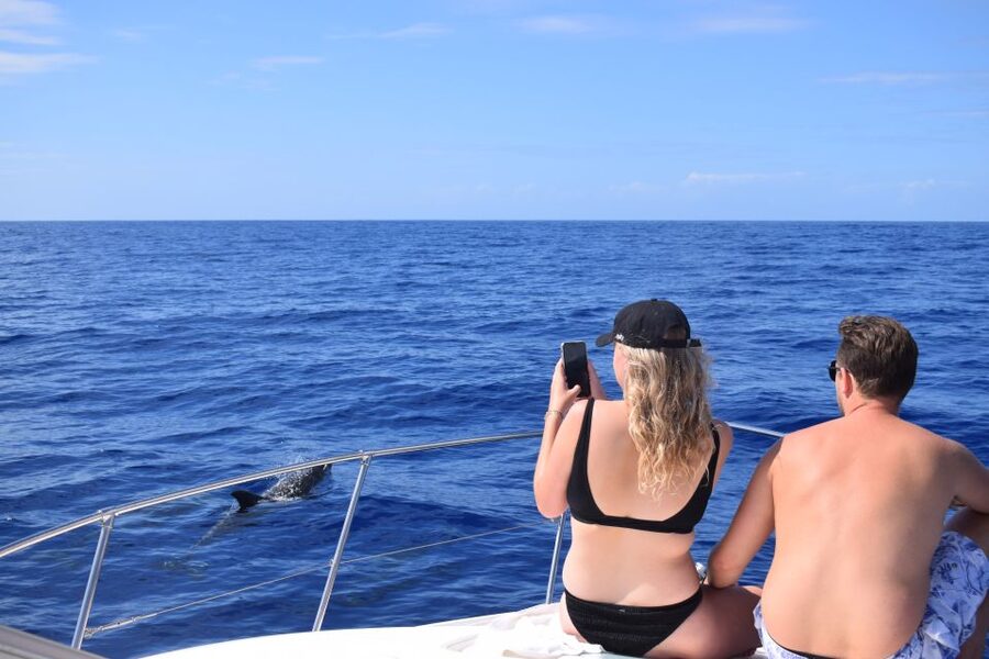 Madeira: 2.5-Hour Whale and Dolphin-Watching Cruise - Who This Cruise Fits Best, and Who Should Skip It