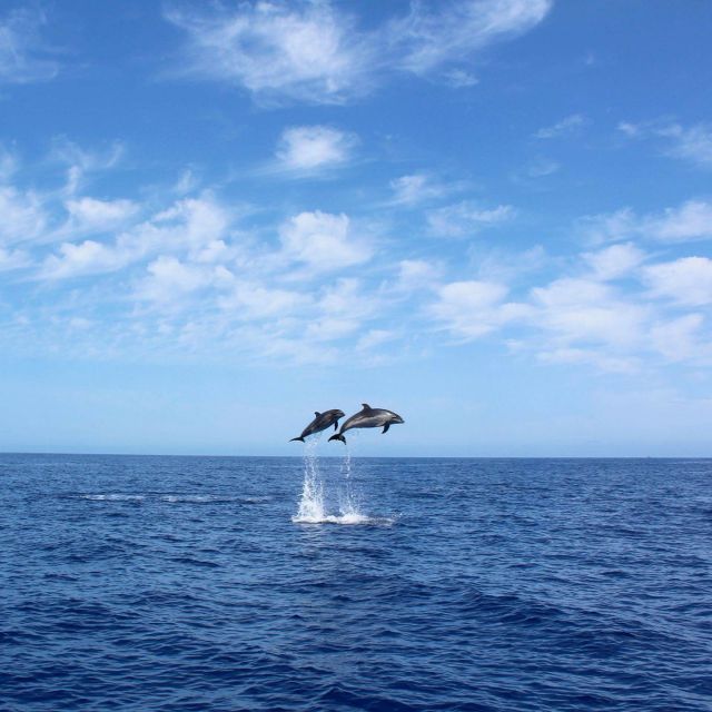 Madeira: 2.5-Hour Whale and Dolphin-Watching Cruise - Getting Started at Marina da Calheta, and Why Timing Helps