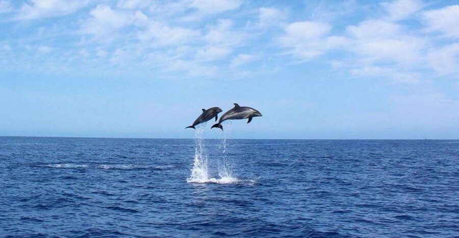 Madeira: 2.5-Hour Whale and Dolphin-Watching Cruise - How Whale and Dolphin Watching Works Here (And Why It Feels Thoughtful)