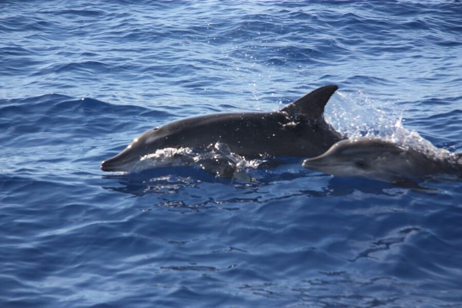 Madeira: 2.5-Hour Whale and Dolphin-Watching Cruise - The Swim and Snorkel Stop in Warm, Clear Water