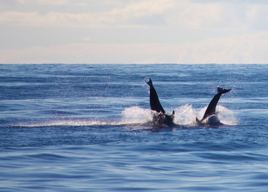 Madeira: 2.5-Hour Whale and Dolphin-Watching Cruise - Calheta Coastline Sights: Small Villages and Big Views