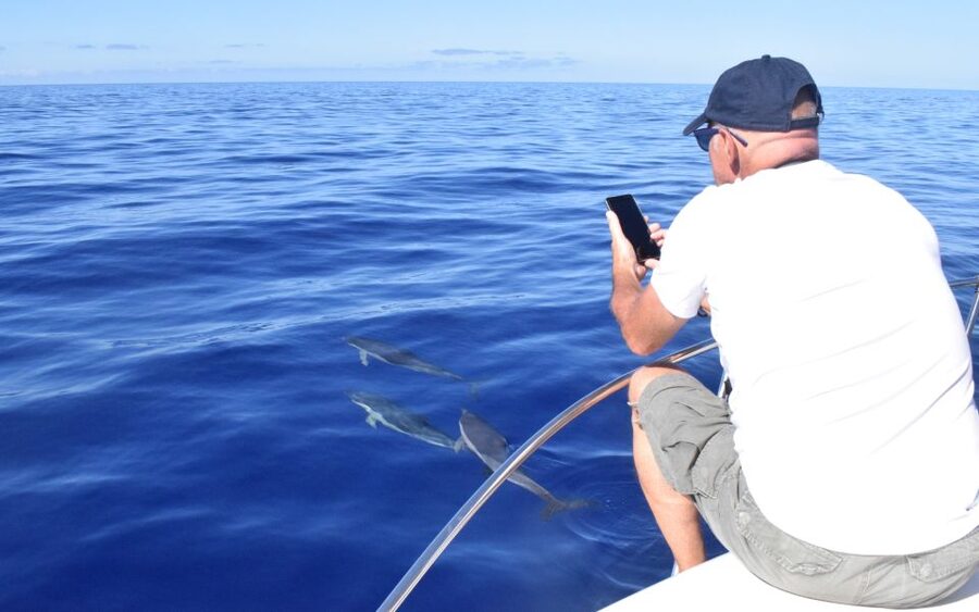 Madeira: 2.5-Hour Whale and Dolphin-Watching Cruise - What to Bring, What Not to Do, and Safety Reality Checks