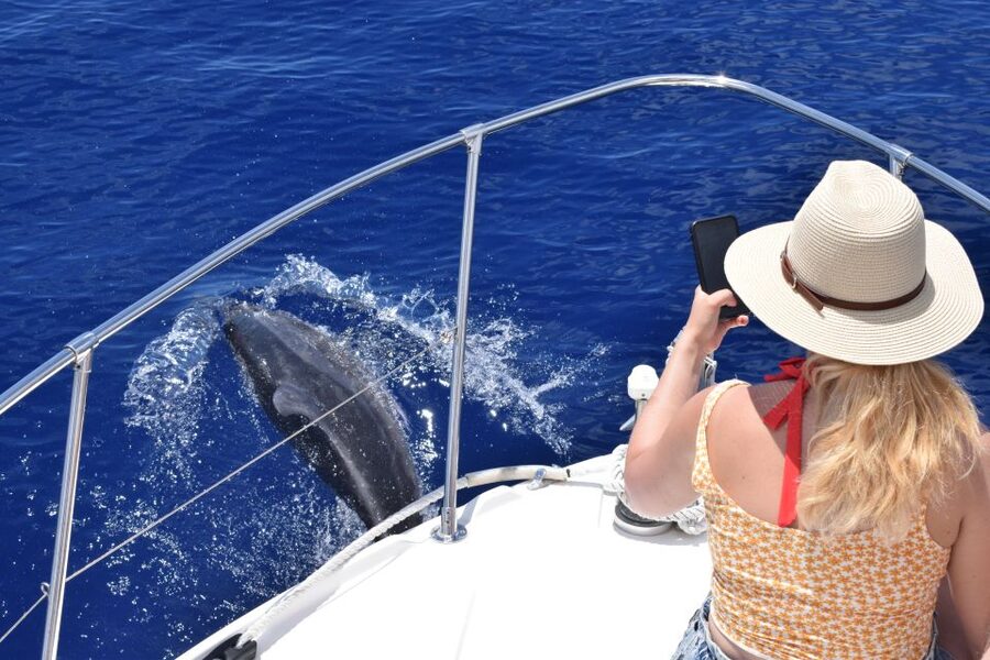 Madeira: 2.5-Hour Whale and Dolphin-Watching Cruise - Which Departures Match Your Priorities