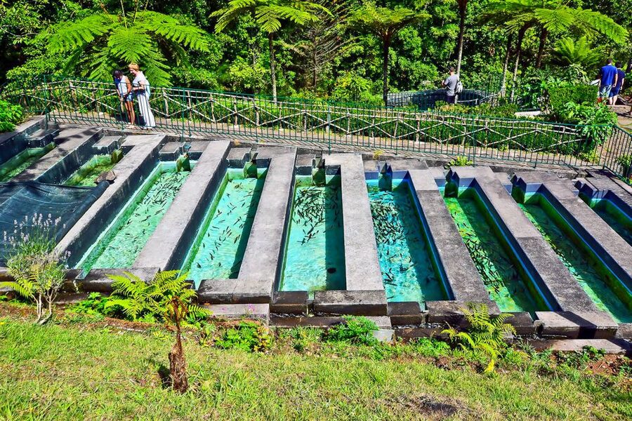 Madeira: Best of the East Tour from Funchal - Ribeiro Frio on the north slopes: levada walk start points and trout pools