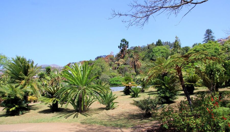 Madeira: Botanical Garden in a Tuk-Tuk Tour - From Funchal Pickup to Hilltop Views, the Tuk-Tuk Part
