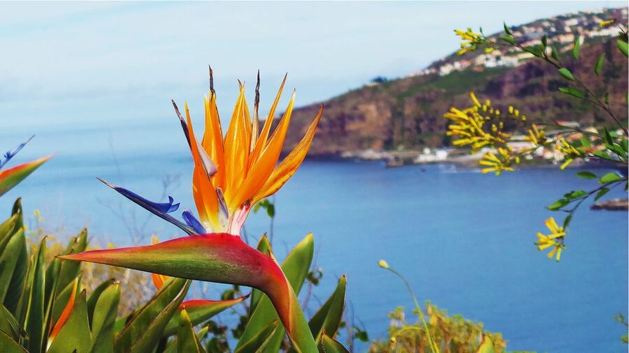 Madeira: Cabo Girao, Jeep Tour Adventure and Wine Tasting - Jardim da Serra: cherry country plus real off-road track time