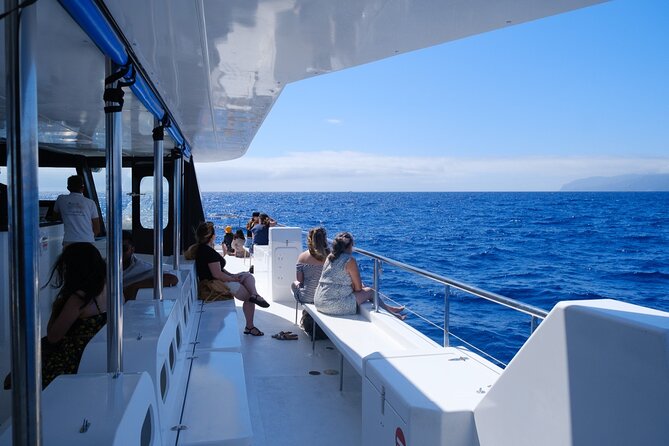 Madeira Dolphin and Whale Watching on a Ecological Catamaran - What you might see, and how to watch for it