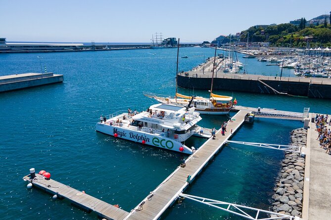 Madeira Dolphin and Whale Watching on a Ecological Catamaran - Price, value, and how to time your booking