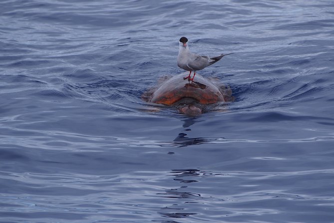 Madeira Dolphin and Whale Watching on a Ecological Catamaran - Who this cruise suits best (and who should rethink it)