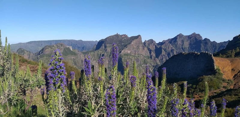 Madeira East Island Tour and Levada Walk - Getting picked up, staying comfortable, and not losing time