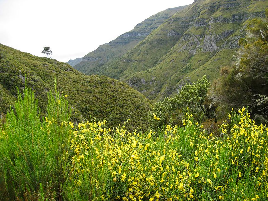 Madeira: Enjoy a Guided Levada Walk in the Rabaçal Valley - Why the levadas are the point (not just a trail name)