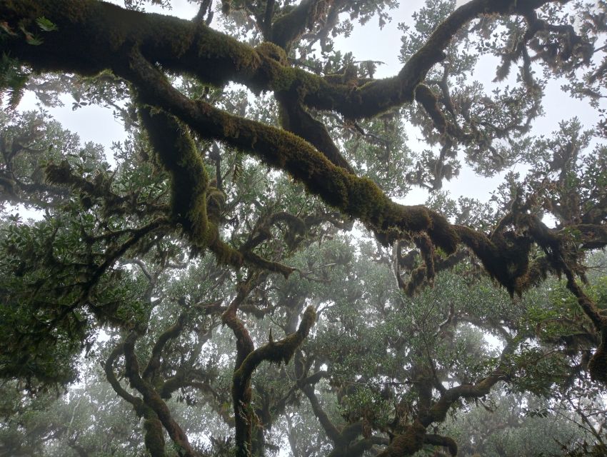 Madeira: Fanal Forest Guided Hiking Tour - Reaching Fanal Forest: old laurel trees and viewpoint moments