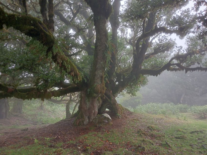 Madeira: Fanal Forest Guided Hiking Tour - Hotel pickup to Fanal: the jeep ride that sets the mood