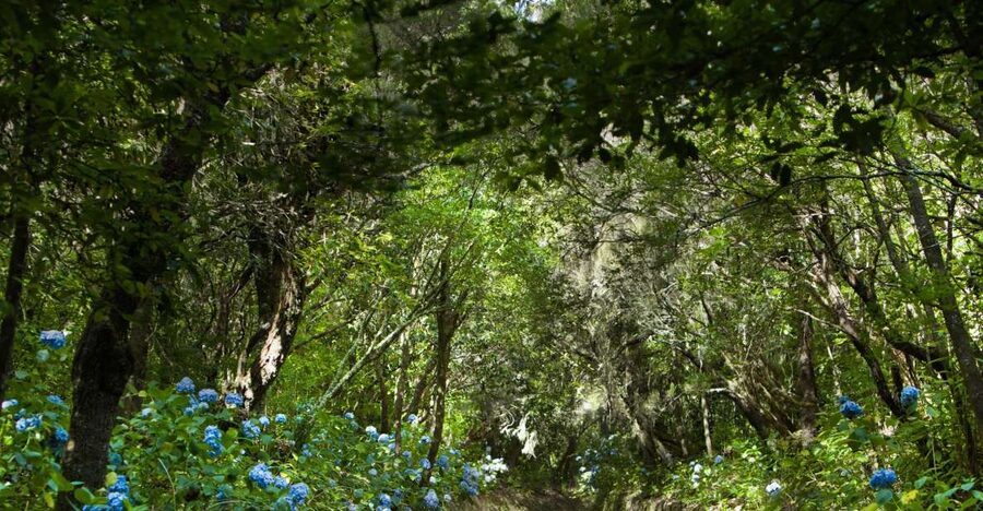 Madeira: Full-Day Laurel Forest Guided Walking Tour - Key highlights you should know before you go