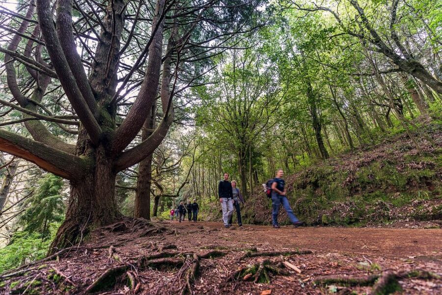 Madeira: Full-Day Laurel Forest Guided Walking Tour - Queimadas Forestry Park: your first leg of the levada walk