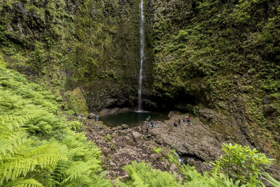 Madeira: Full-Day Laurel Forest Guided Walking Tour - Van pick-up, drop-off, and how to plan your day in Funchal