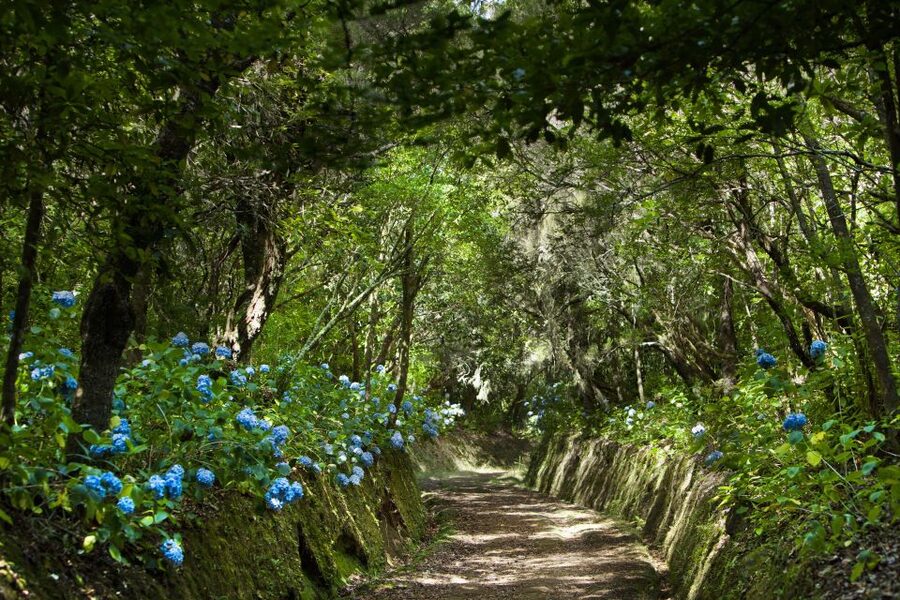 Madeira: Full-Day Laurel Forest Guided Walking Tour - The 9-hour flow, van ride, then two guided walks