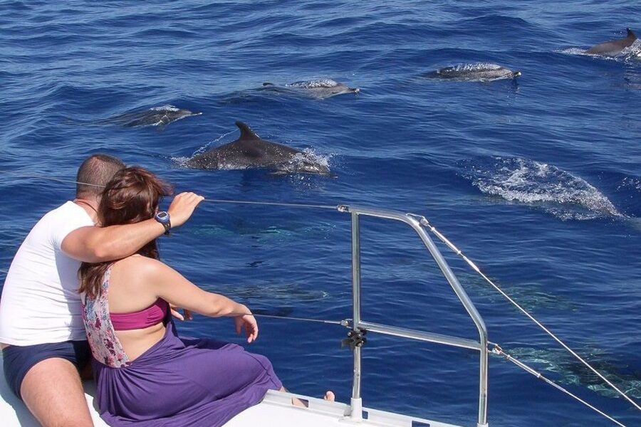 Madeira: Funchal Sunset Tour by Catamaran - Dolphins and whales: the value of the second-trip promise (and what it can’t guarantee)