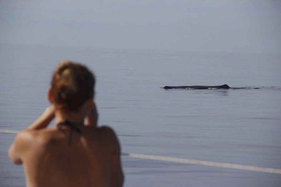 Madeira: Funchal Sunset Tour by Catamaran - The Cabo Girao cliff swim and snorkeling stop: warm water, big views, real fun