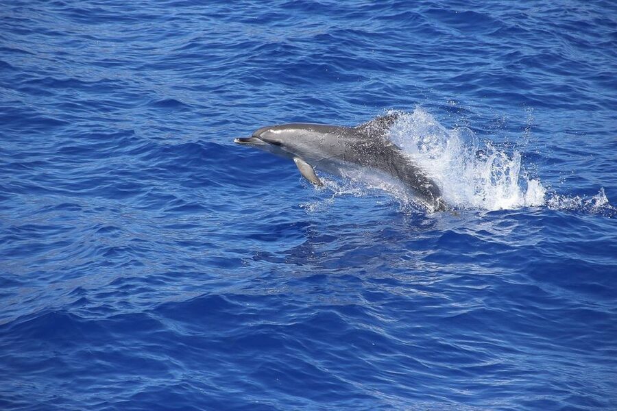 Madeira: Funchal Sunset Tour by Catamaran - Who this Madeira sunset cruise is best for (and who might want a different plan)