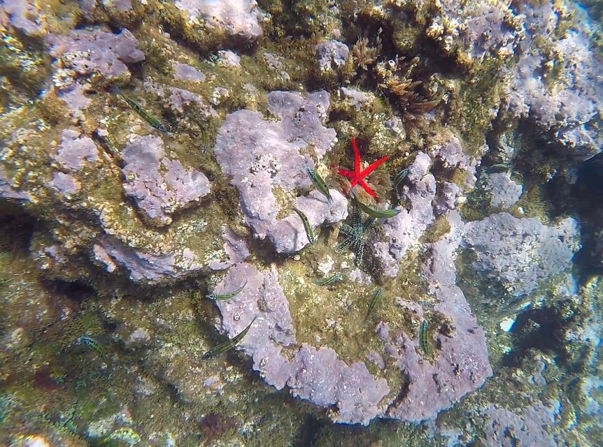 Madeira: Garajau Nature Reserve Kayak and Snorkel Tour - What to Bring for a Comfortable Day on the Water
