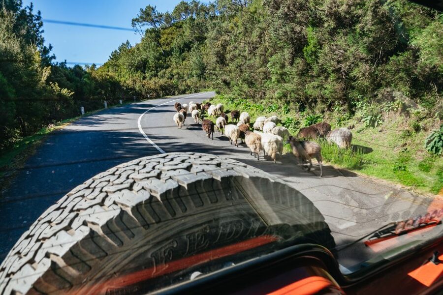 Madeira: Half-Day Pico Areeiro Jeep Tour - The jeep ride itself: comfortable, controlled, and built for Madeira roads