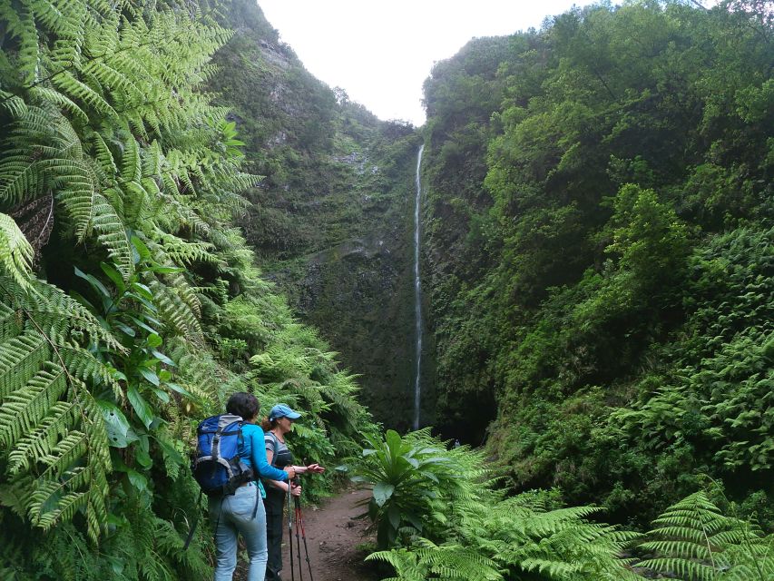 Madeira Island: Caldeirão Verde Levada Walk - From your hotel to Queimadas Forest Park, the easy part