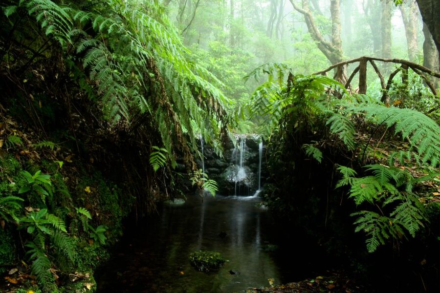 Madeira Island: Caldeirão Verde Levada Walk - Caldeirão Verde waterfall, the 30-minute reality check and photo moment