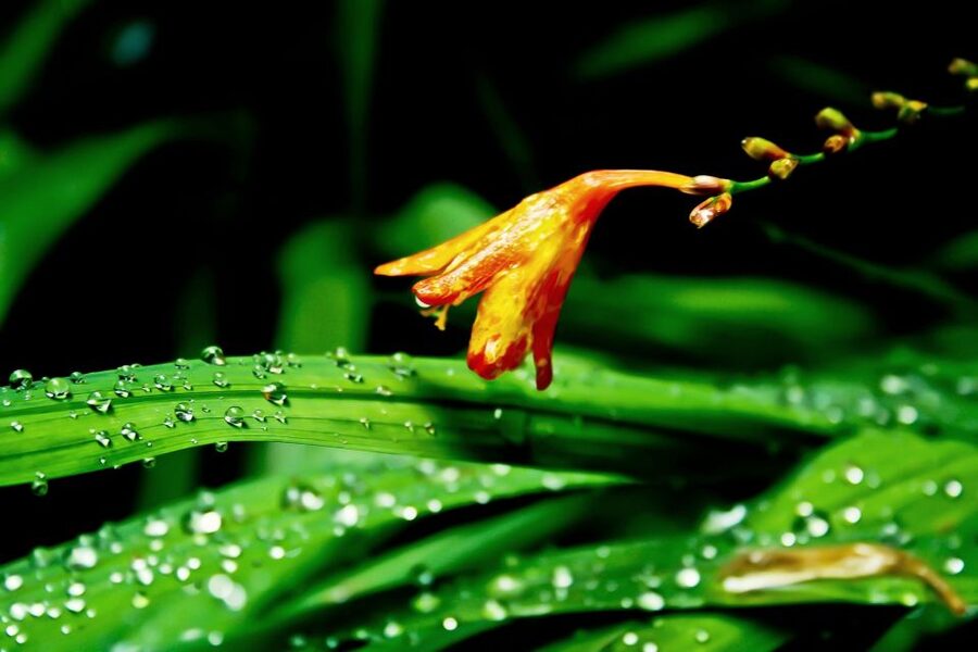 Madeira Island: Caldeirão Verde Levada Walk - Price and value, what you are really paying for