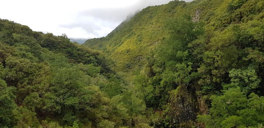 Madeira: Mountain Walk with Lagoon and Waterfalls - Who should book this Madeira waterfalls hike