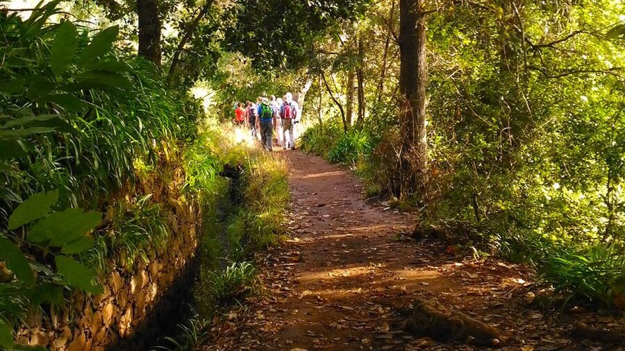 Madeira: Paradise Valley Levada Walk - Key Things That Make This Levada Walk Worth Your Time
