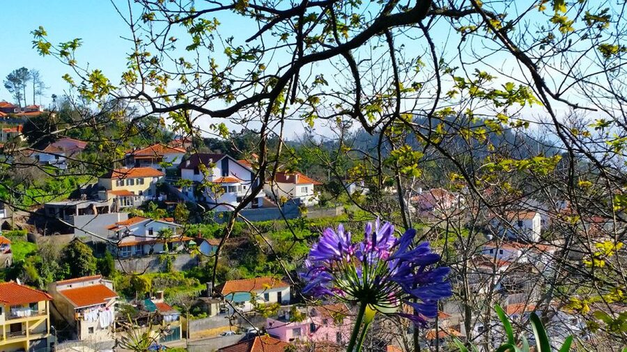 Madeira: Paradise Valley Levada Walk - Who This Tour Fits Best (and Who Might Want Something Else)
