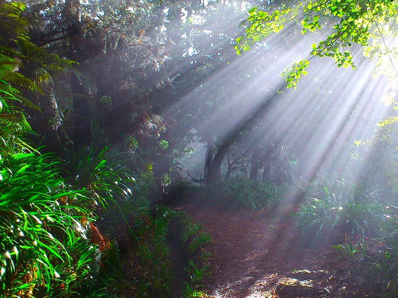 Madeira: Paradise Valley Levada Walk - Paradise Valley Starts With a Real Levada: What the Walk Feels Like