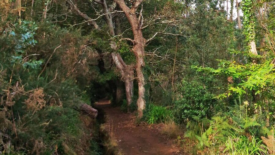 Madeira: Paradise Valley Levada Walk - Hidden Forest, Gardens, and Cultivated Terraces: The Stuff You’ll Actually Remember