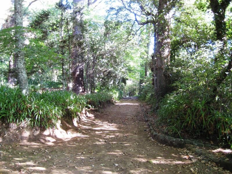 Madeira: Paradise Valley Levada Walk - Walking Pace, Distance, and What It Means for Your Day