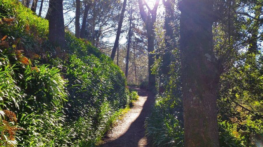 Madeira: Paradise Valley Levada Walk - What to Bring, and the One Mistake I’d Avoid