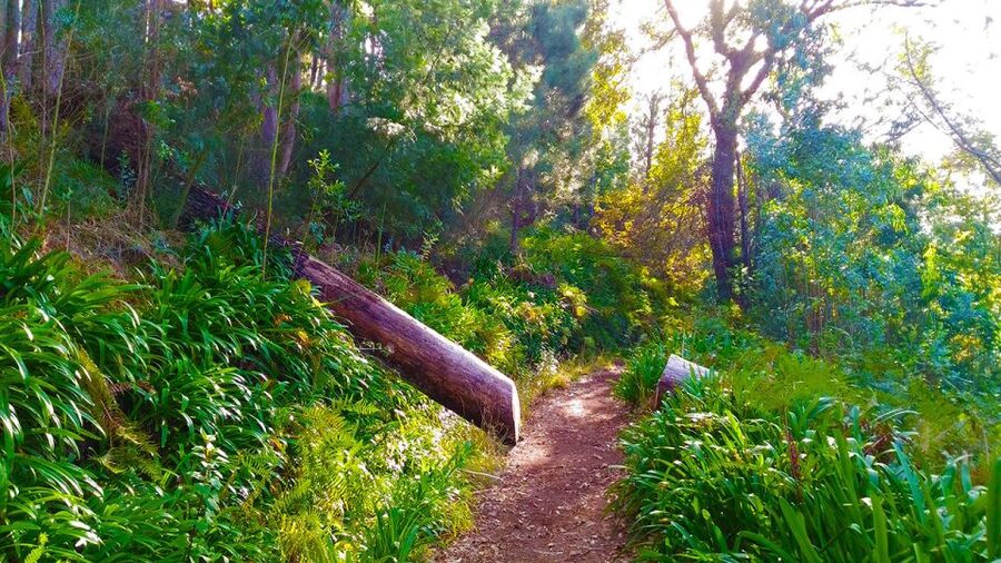 Madeira: Paradise Valley Levada Walk - The Guide Makes It Better: Interpretation and Languages