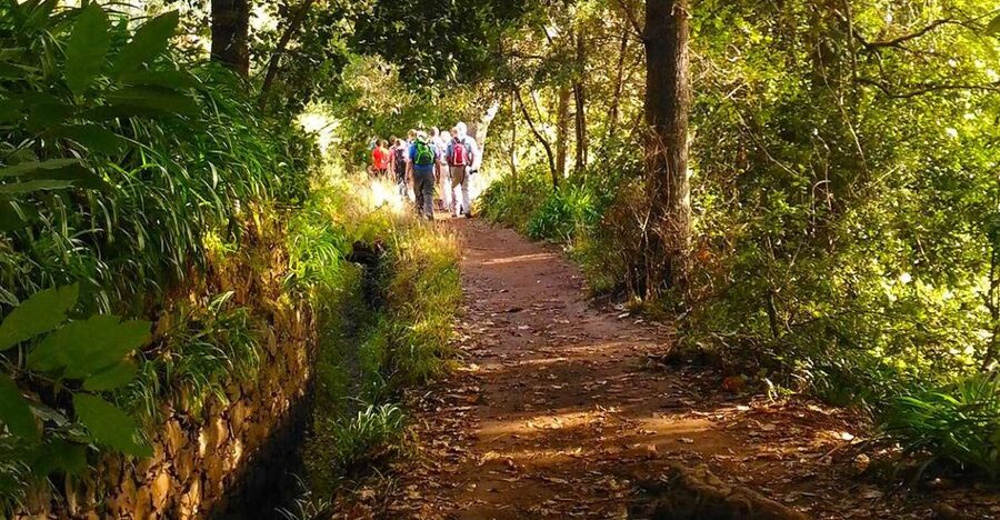 Madeira: Paradise Valley Levada Walk - Getting There From Funchal: Pickup, Timing, and a Smooth Start