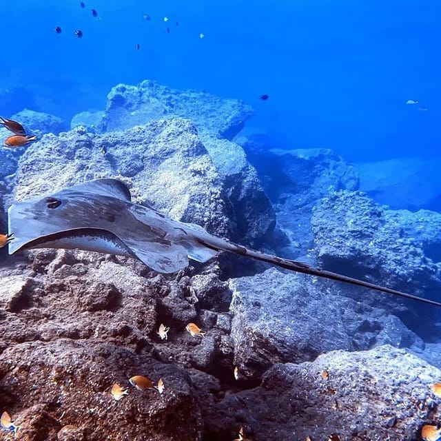 Madeira, Ponta São Lourenço: Scuba Diving for Beginners - Your Ocean Session at the Private Reef (Up to 12 M)