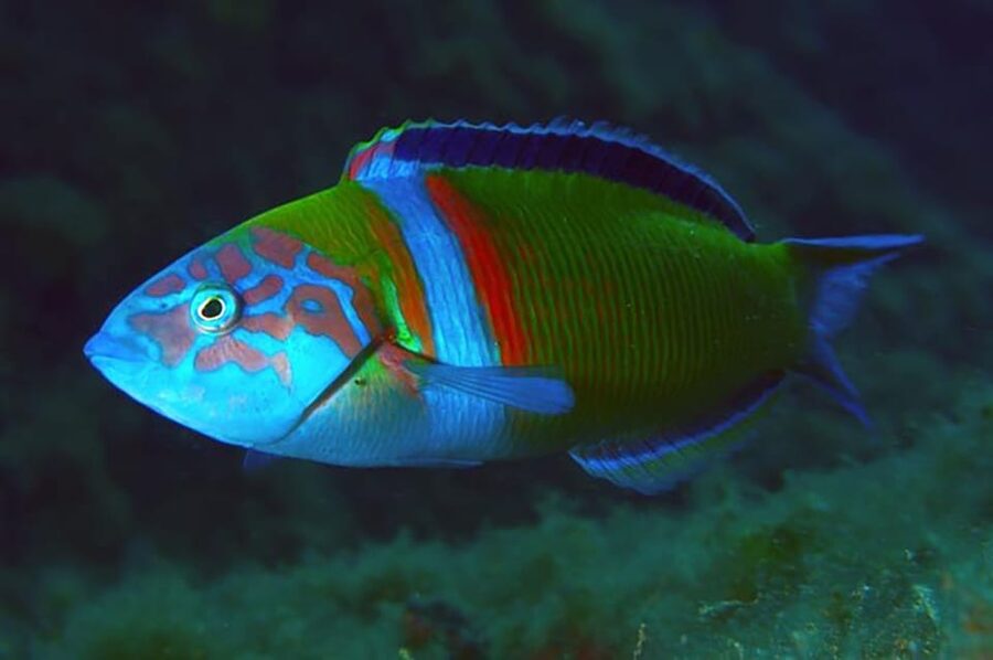 Madeira, Ponta São Lourenço: Scuba Diving for Beginners - What Makes the Guides Here So Effective