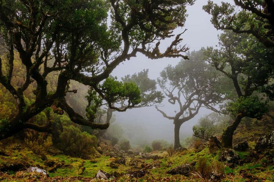 Madeira: PR 18 - Levada do Rei Hike Transfer with Host - PR18 Levada do Rei: what the hike feels like