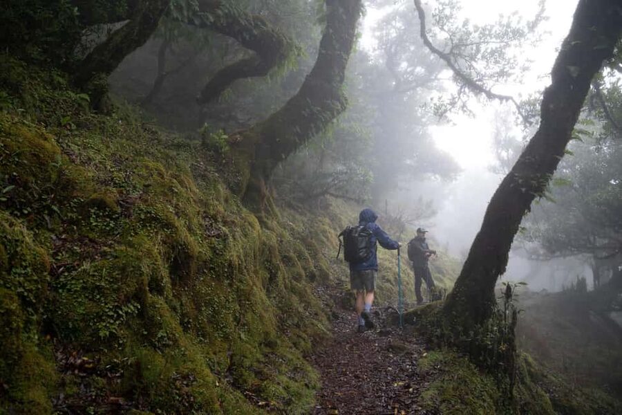 Madeira: PR 9 - Levada do Caldeirão Verde Hike Transfer - From your hotel to the levada: how the transfer actually works