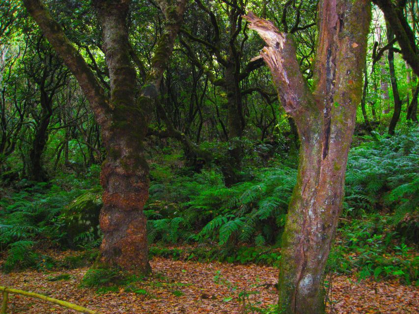 Madeira: Queimadas, Caldeirão Verde and Levada Walk - Price and value: what $50 covers and what costs extra